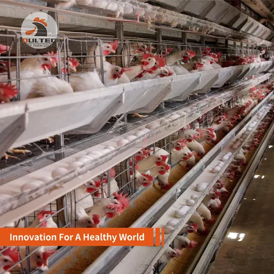 Specialized Battery Layer Cage for Poultry Farm in Africa