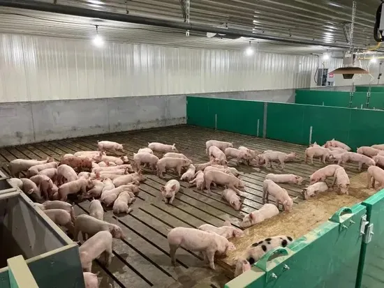 50mmpp Hollow Plate Pig Farm Nursery Fence Board