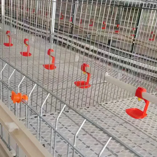 Custom Broiler Chicken Cages with 2-Layer Galvanized Steel Wire Poultry Breeding Equipment for American Indian Farms