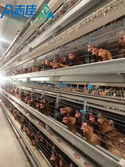 Modern Design Completely Automatic Poultry Farm Equipment H Type Battery Hen Egg Chicken Layer Cage for USA