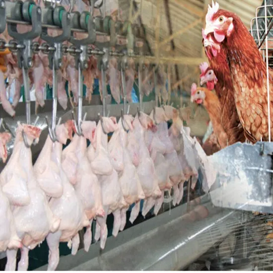 Automatic Mini Duck Chicken Scalding Plucker Machinery Abattoir Line Poultry Slaughtering Equipment for Slaughterhouse Processing Plant