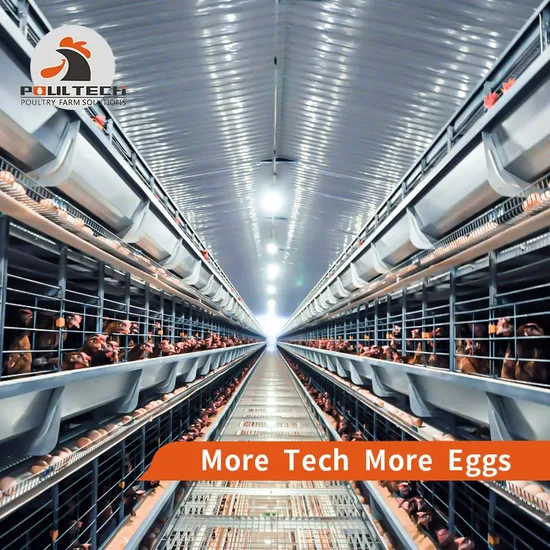Layer Farm Solution With Battery Cage System In Steel Structure Chicken House