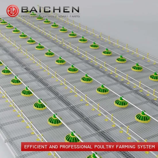 Husbandry Poultry Breeding Chicken Chain Feeding Equipment Good Price for Chicken Farm