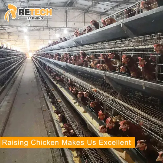 A Type Automatic Chicken Battery Laying Hens Cage poultry equipment for Sale