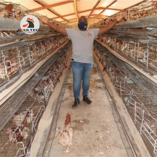 Automatic Laying Hens Poultry Battery Cages for Large Egg Layer Chicken Farm