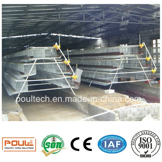 Hot Galvanized Type a Poultry Farm Equipment Cage System