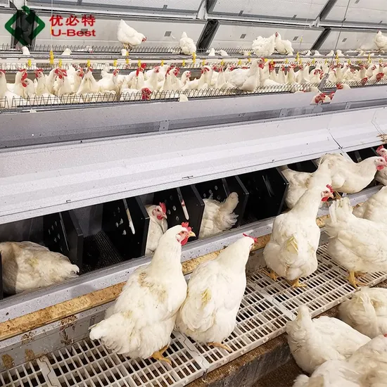 New Design Breeder Farm Equipment Broiler Breeder Feeder for Chicken Farm