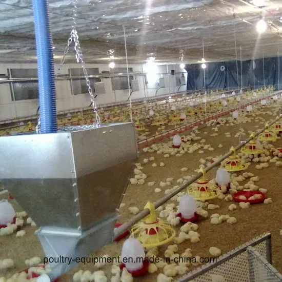 Modern and Advanced Automatic Poultry Equipment for Broiler Chicken