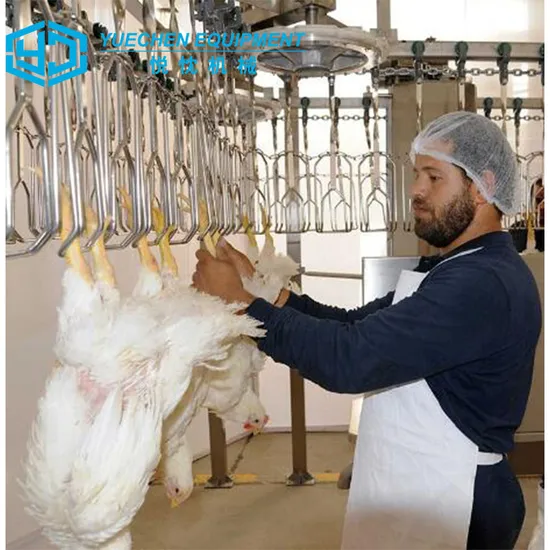 Poultry Slaughtering Line Chicken Equipment Scalding and Plucking Machine