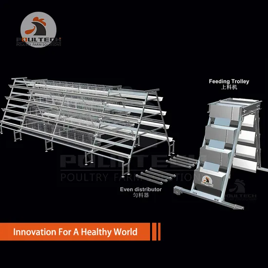 Automation Feed Water Collect Eggs System Layer Cage on Salle