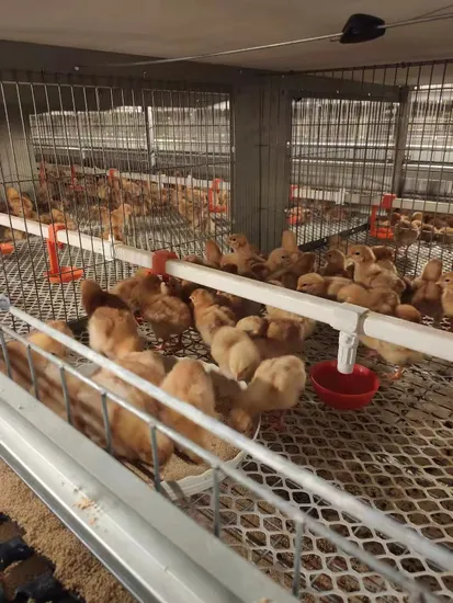 Large Scale Modern Design Broiler Poultry Farm in Automatic Cage System Chicken Multifunctional Provided Coop Chicken