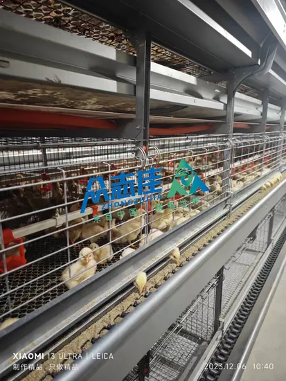 Automatic Control System Chicken Coop Multi Tiers Rows H Type 55000 Hens Layer Bird Poultry Farming Equipment Broiler Pullet Layer Chicken Cage