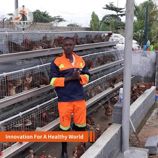 Best Design Chicken Cage System for Nigeria Layer Chicken Farm
