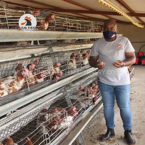 2024 Automatic Battery a Type Poultry Layers Chicken Cage