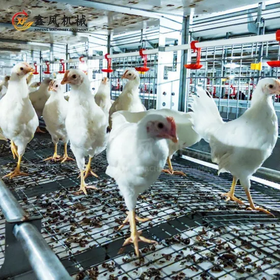 High-Quality H-Type Steel Automatic Chicken Breeders Cage for Laying Hens in Farms