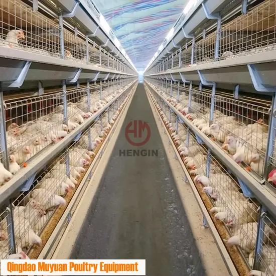 Automatic Poultry Chicken Livestock Machinery for Baby Chicken/ Broiler/Pullet