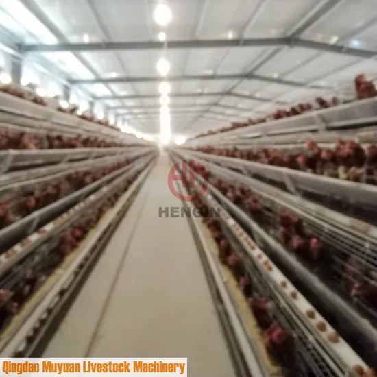 Automatic Angled Chicken Coop Cage for Livestock Farm Thailand