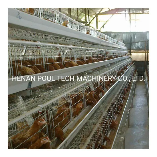 Modern Design a Type Automatic Egg Poultry Farms Battery Layer Chicken Cages