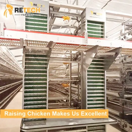 Automatic layer/hen/UAE chicken/fowl poultry farm equipment for sale