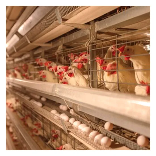 TCA Integrated H Type Layer Poultry Cage Animal Cages Animal Husbandry Equipment