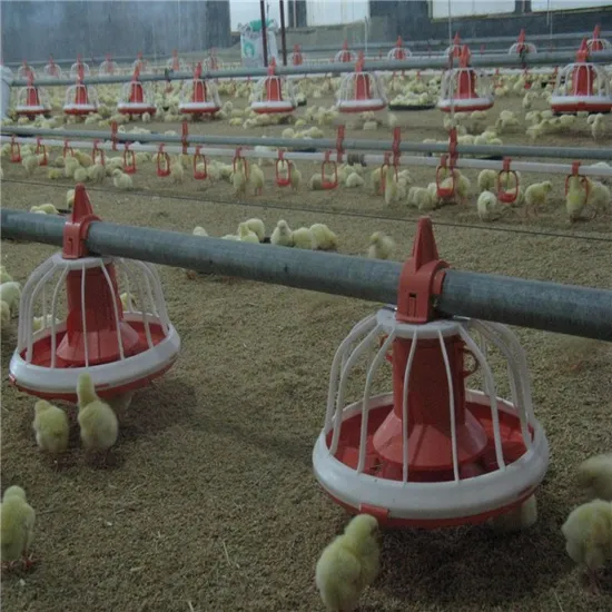 Automatic Chicken Raising Equipment Metering Cylinder Poultry Feeding System for Broiler Breeder
