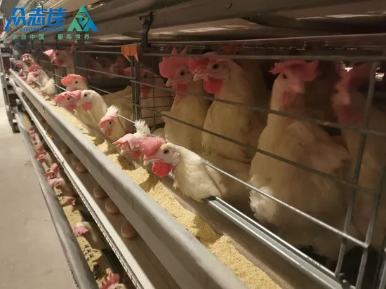 Gavanized Steel Completely Automatic Chicken Cage for Layers Broilers Brood Modern Poultry Farm Equipment H Type 8 Tier Capcity 100, 000 Chickens