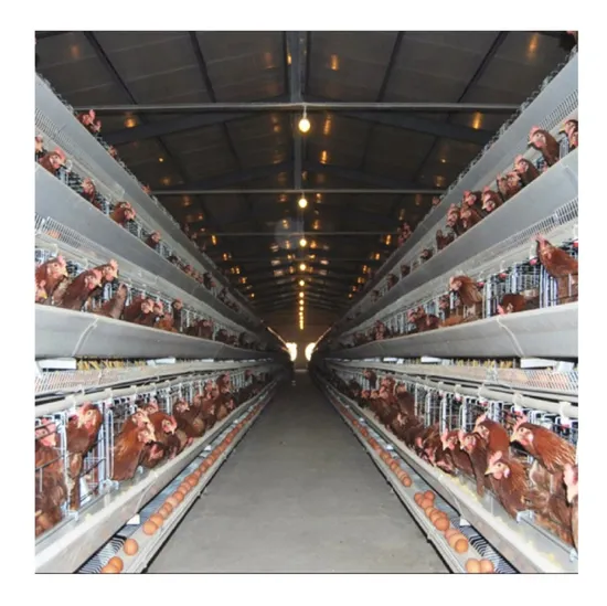 Professional Manufacture of Modern Chicken Cage, Poultry Breeding Poultry Equipment