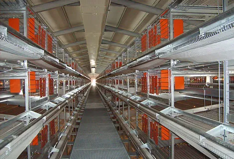 2024 Low Cost Poplular Economical Automatic Layer Chicken Equipment