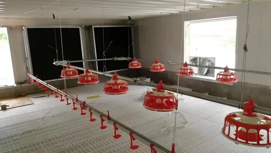Automatic Chicken House Equipment Chicken House Feeding Line Drink Line