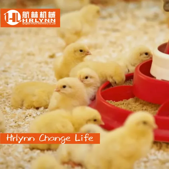Automatic Broiler Farming System Poultry Farm Equipment for Chicken