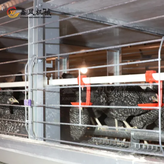 Hot Sale Mesh Animal Cages Rooster Hen Egg Breeder Chickens Raised Cages for Poultry Chicken Farm