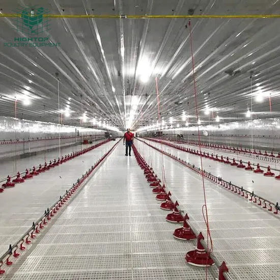 Good Price Automatic Supporting Chicken Raising Equipment With Automatic Feeding Drinking Lines