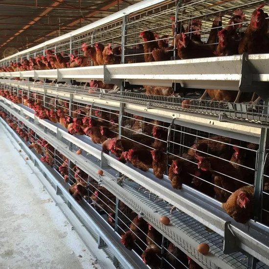 Factory Wholesale Nigeria India Chicken Coop H Type Poultry Breeding Equipment Layer Chicken Cage