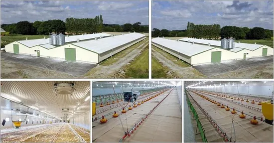 Layer Farm 4 Tier Laying Hens Chicken Cage for Sale