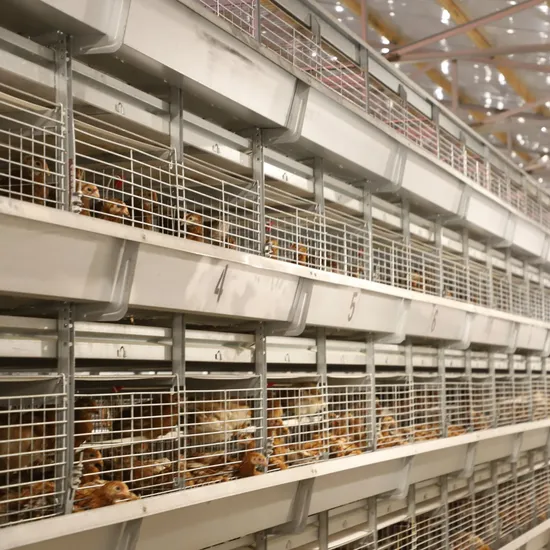 Industrial Poultry Equipment Chicken Farming H Type Layer Pullet Cages Baby Chicken Cages for 10000 Chickens Farming