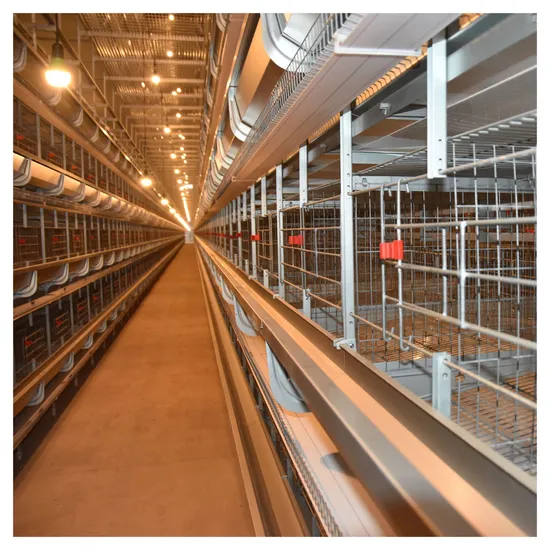 Automated H Type Layer Cage for Egg Production Chickens Farm