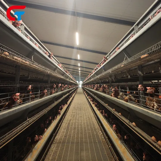 Automatic 6 Tiers Poultry Farm Layer Chicken Cage