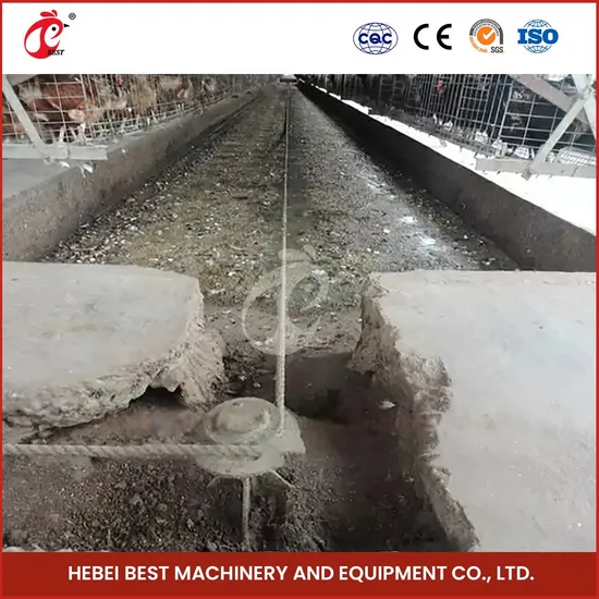 Bestchickencage Manure Removal System China Cattle Manure Removal System Supplier OEM Customized New Product 2019 Chicken Poultry Manure Removal System