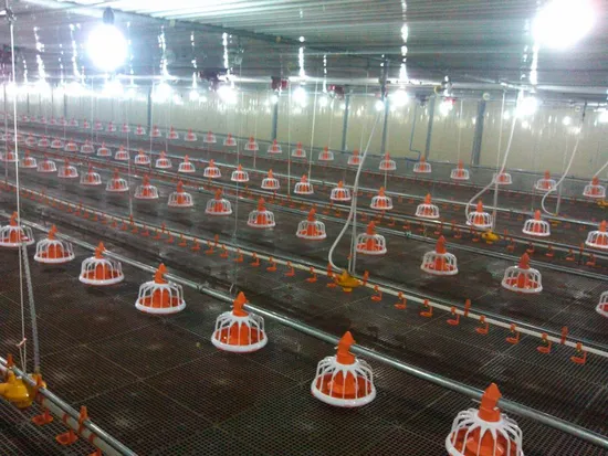 Factory Supply Broiler Poultry Farm Equipment Chicken Feeding Line Equipment