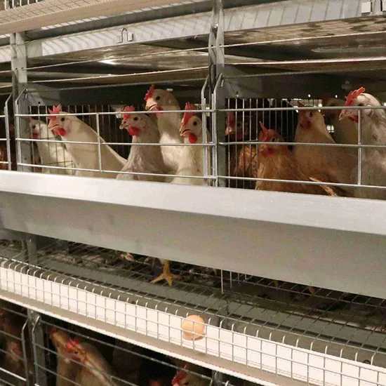 Custom Modern Farm Automatic Egg Cage Battery H Layer Egg Chicken Cage Duck Cage Rabbit Cage