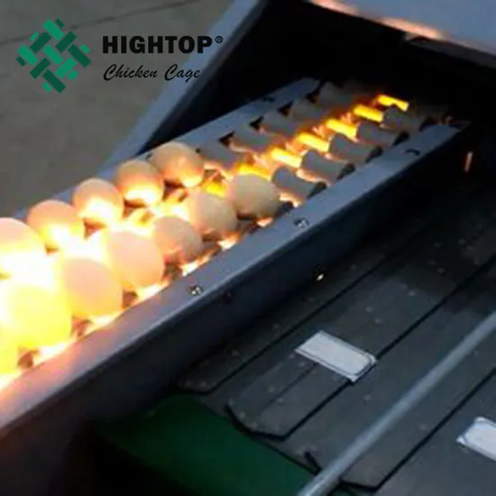 High Efficiency Egg Sorting Machine /Chicken Duck Egg Grading Machine