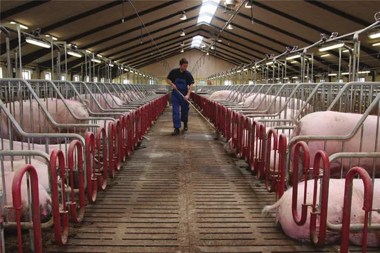 Agricultural Machinery Farm Equipment Pig Gestation Crates Stall/Pig Crate for Wholesale