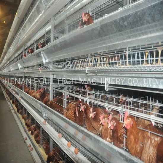 Poultry Farm Equipment Battery Layer Cage/House for Hens