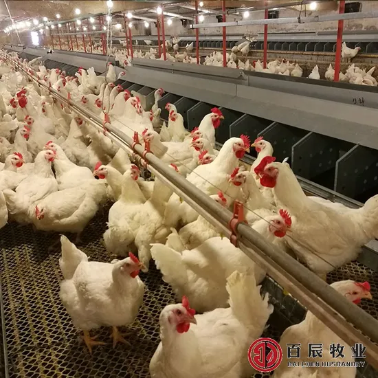 Auto Chicken Egg Nest Individual 20 Holes for Chicks