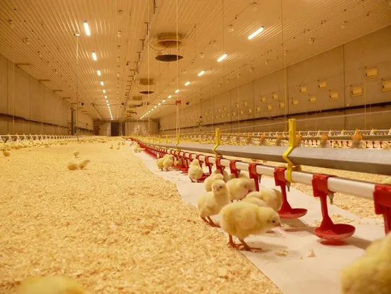 Houyuan Chicken Farm Drinker Nipple with Cups