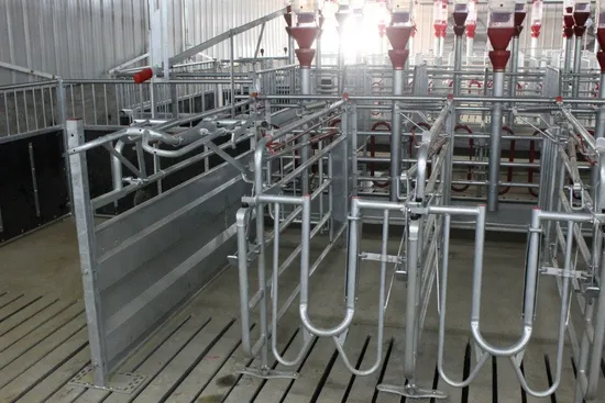 High Efficiency Equipment Automatic Pig Free Access Stall