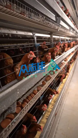 Chicken Cage Poultry Layer Chicken Cage Chicken Cages Automatic