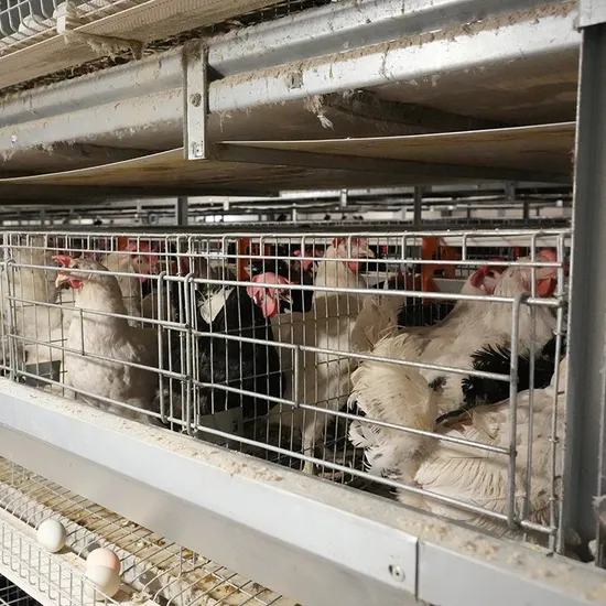 Galvanized Stainless Steel Automatic Poultry Farm Equipment Egg Layer Chicken Cages with Drinking Water System