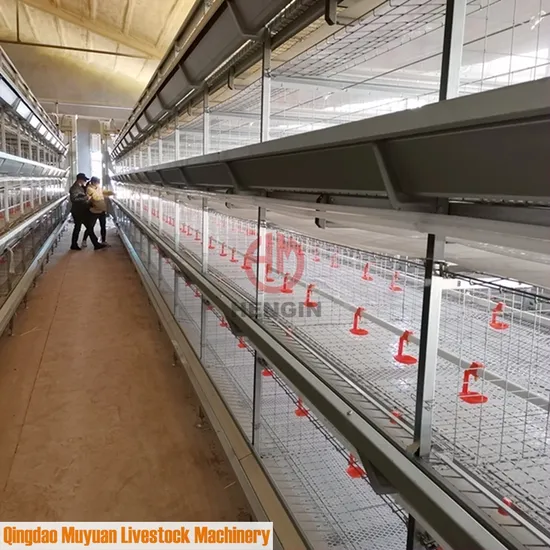 South Africa Poultry Farm Equipment for Broiler Chicken