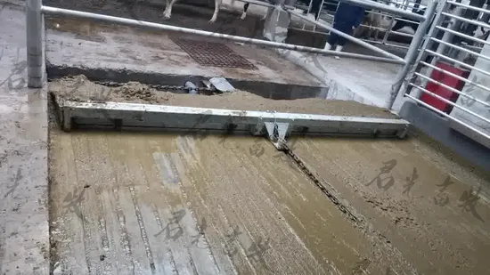 Long Life Chain Driven Heavy Duty Cow Dung Scraper